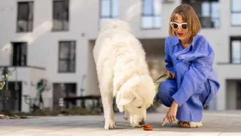 ¿Por qué los perros se comen sus propias heces?