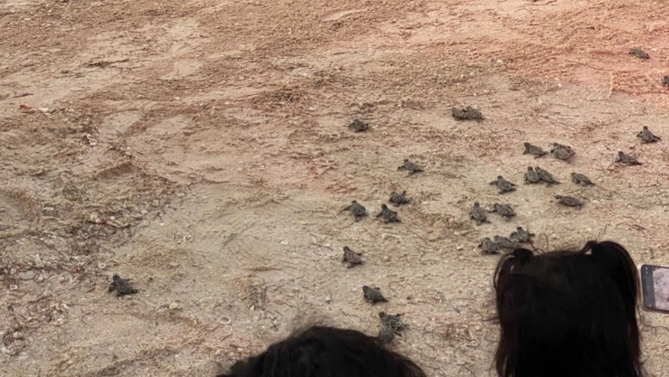 Reportan LIBERACIÓN tortugas en la costa norte de Yucatán; ¿Qué tan importante es la anidación?