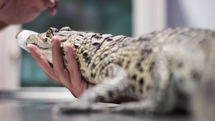 cocodrilo vivienda Ecatepec