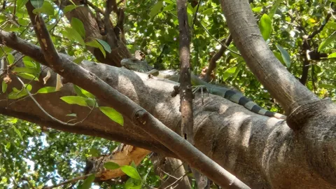 Iguanas del parque Las Riberas tienen sobrepeso..jpg