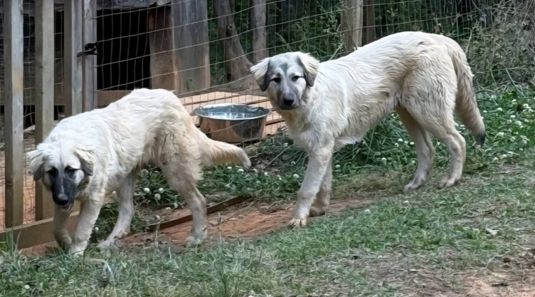 Proyecto “Cachorros en la Penitenciaría” de Dog Networking Agents
