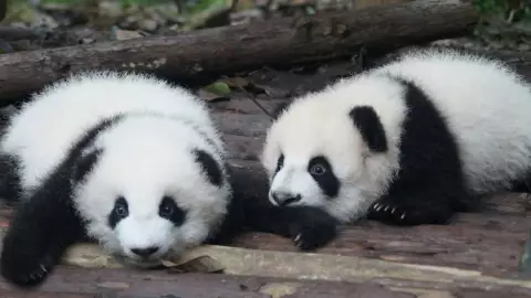 ¡ATRAPADOS! Así lucen los perros panda del zoológico de China; engañaron a todos