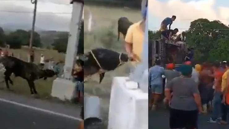 Animales son robados por pobladores