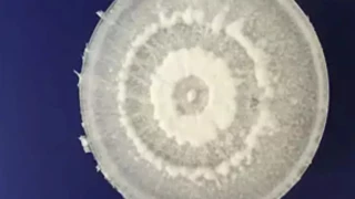 Hongo del Amazonas que devora plástico