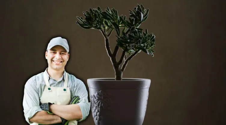 Cómo hacer que el Árbol de Jade tenga hojas rojizas