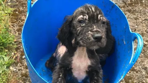 perrito, abandonado, policía.jpg