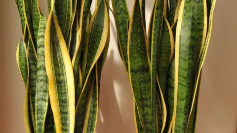 Planta de serpiente.