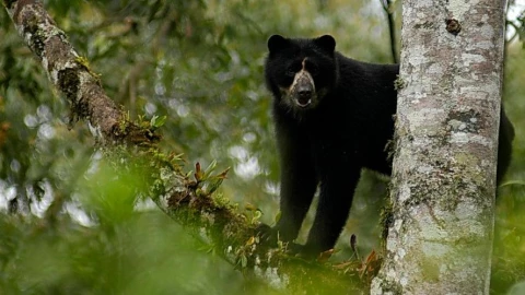 Bélgica osos Por qué avión inmovilizado.jpg