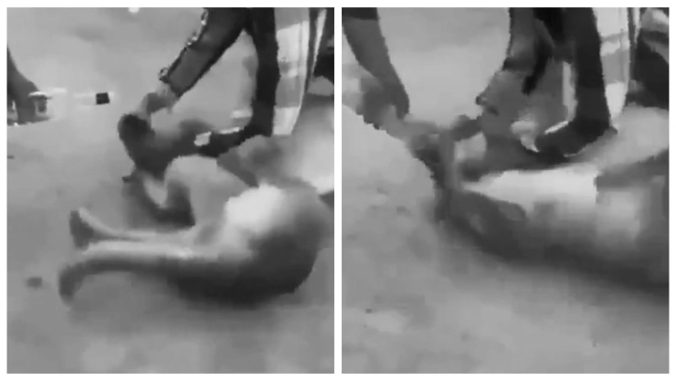 Crueldad animal en Jalisco: Someten a perro y lo obligan a beber alcohol