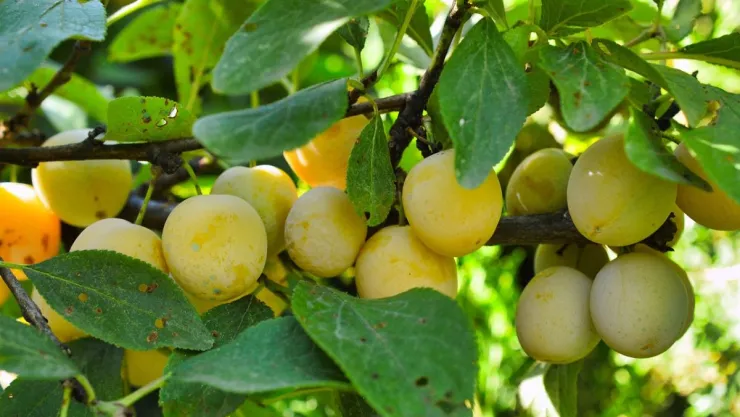 /estilo-de-vida/que-arboles-frutales-debes-plantar-agosto