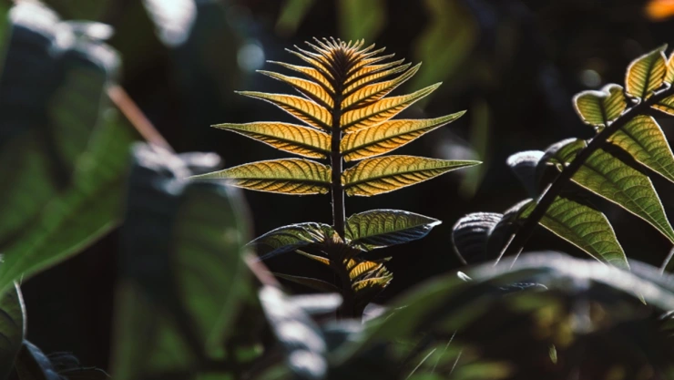planta