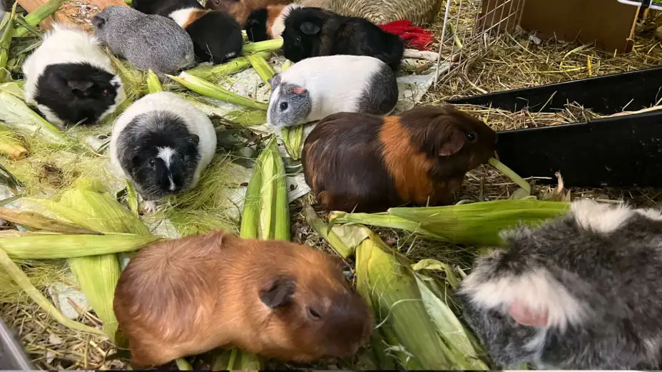Cuyos comen maíz y vegetales en un refugio en Salisbury, Massachusetts.