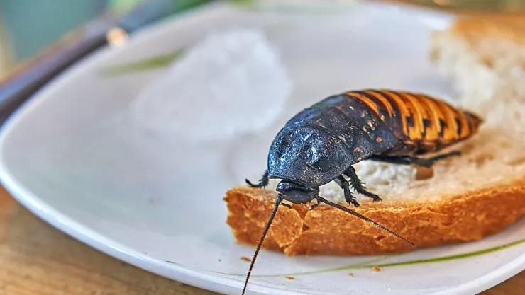 No más cucarachas en la cocina: la fruta que las espanta y es la más común de todas