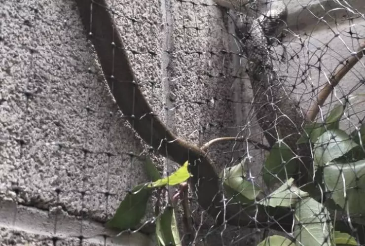 Víbora Apaseo el Grande 1.jpg