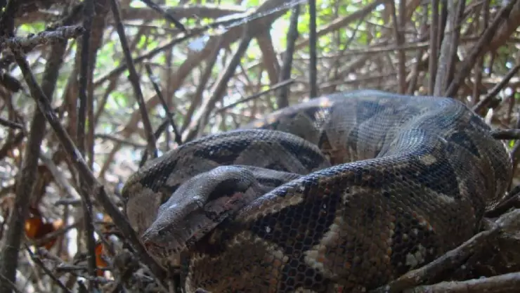 Pitón gigante devoró a una mujer y hallaron el cuerpo dentro del animal
