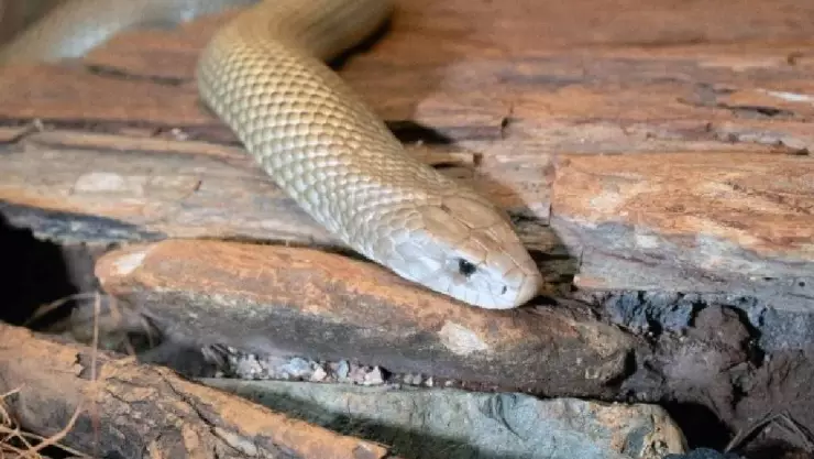 ¡Alerta! Familia encuentra SERPIENTE en el patio de su casa en Mérida; así fue el momento