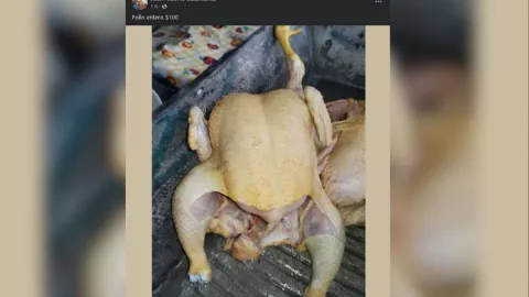 Pollo