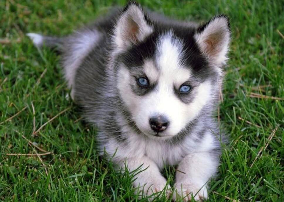 5 Cuentas De Huskies En Instagram Que Te Robaran El Corazon 5 Cuentas De Huskies En Instagram Que Te Robaran El Corazon