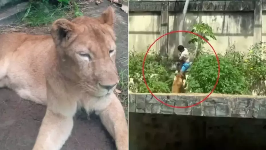 VIDEO: Joven muere tras ser atacado por leona en zoológico de Brasil y momento queda grabado