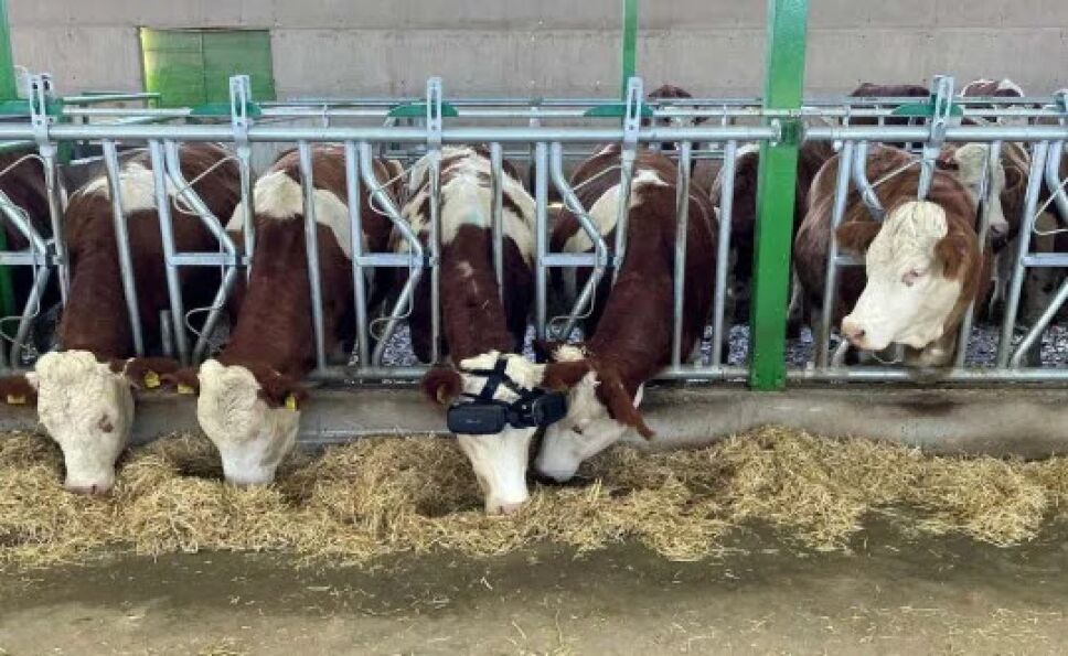 Vacas, realidad virtual, gafas 2.jpg