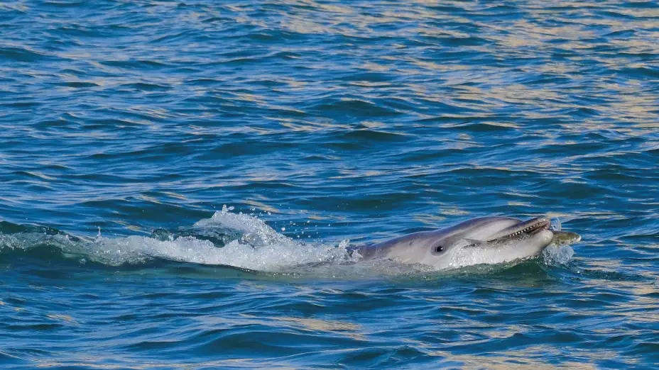 El delfín Mimmo nadando en el agua de Venecia cerca de San Marcos, Italia