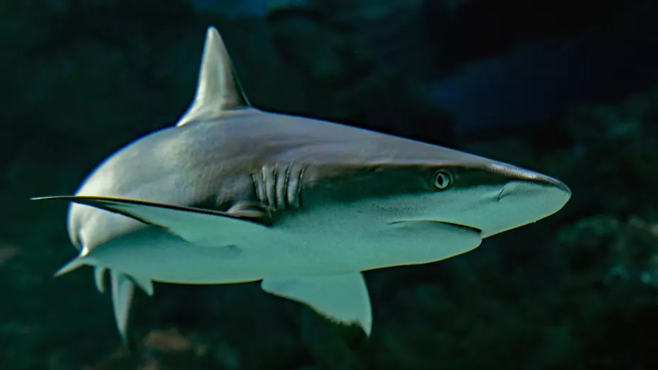 Ataque de tiburón en Las Bahamas causa terror; la víctima que fue un niño de 10 años