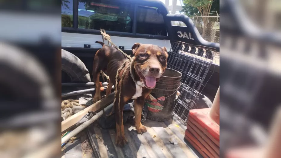Abandonan perro pitbull en Guasave