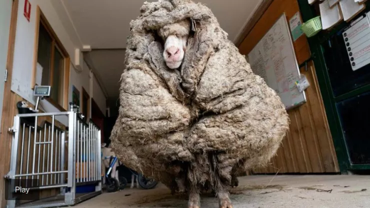 Esquinan a oveja después de cinco años y obtienen 35 kilos de lana 