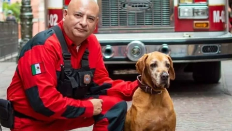 Muere el perrito rescatista Titán; rescató a varias personas tras sismo del 19S