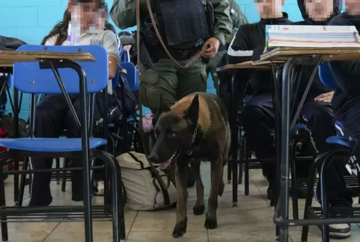 Operativos mochila en COBACH La Mesa y la Secundaria Técnica No. 61 en Tijuana ¿Qué decomisaron este 2025?
