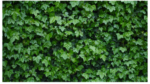 Plantas hiedra