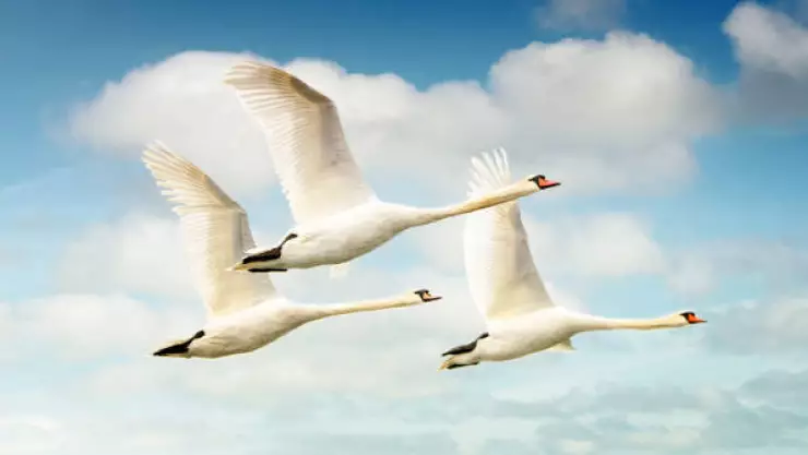 cisnes drogados en eslovaquia