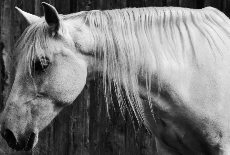 ¡Maltrato animal! Caballo es golpeado y jalado salvajemente en Mérida| VIDEO