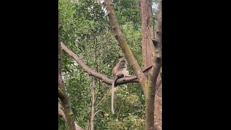 mono-perrito-malasia