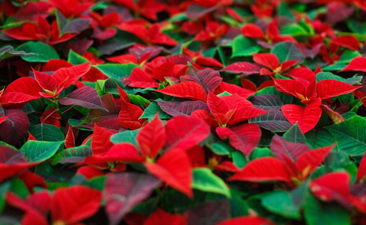 La Flor de Nochebuena: un regalo lleno de significado 5 Cómo cuidar la flor de nochebuena en maceta para que viva después de Navidad dentro de casa