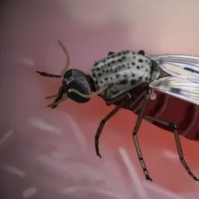 Virus de Shamonda y mosquitos Culicoides.