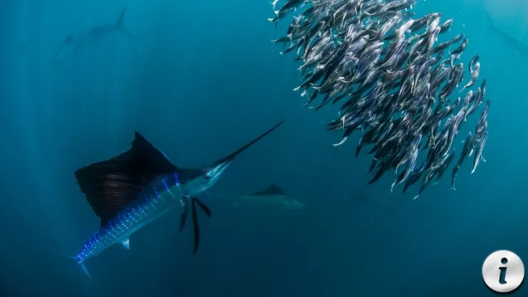 Las 5 características insólitas del pez vela que seguro no conocías.jpg