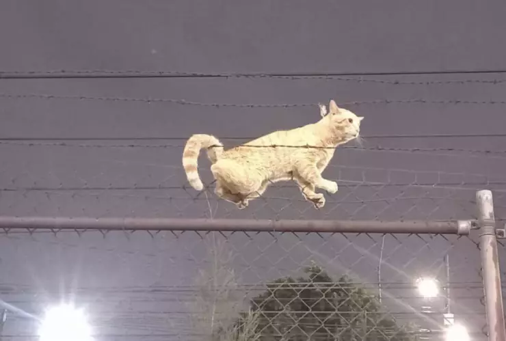 Policías rescatan a gatito que quedó atorado en alambre de púas del Metro CDMX.