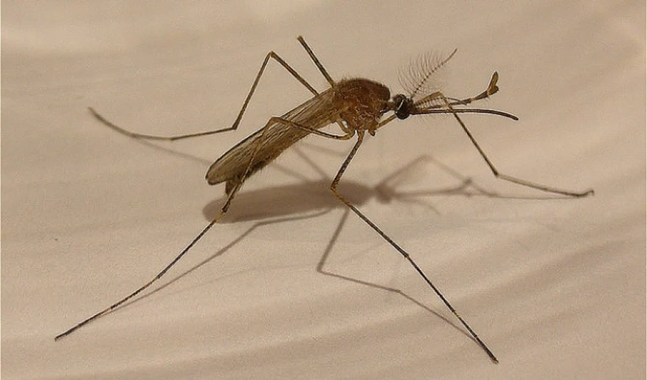 La enfermedad recientemente ha robado a atención de medios debido al brote que afecta a México y otros países de Centro y Sudamérica