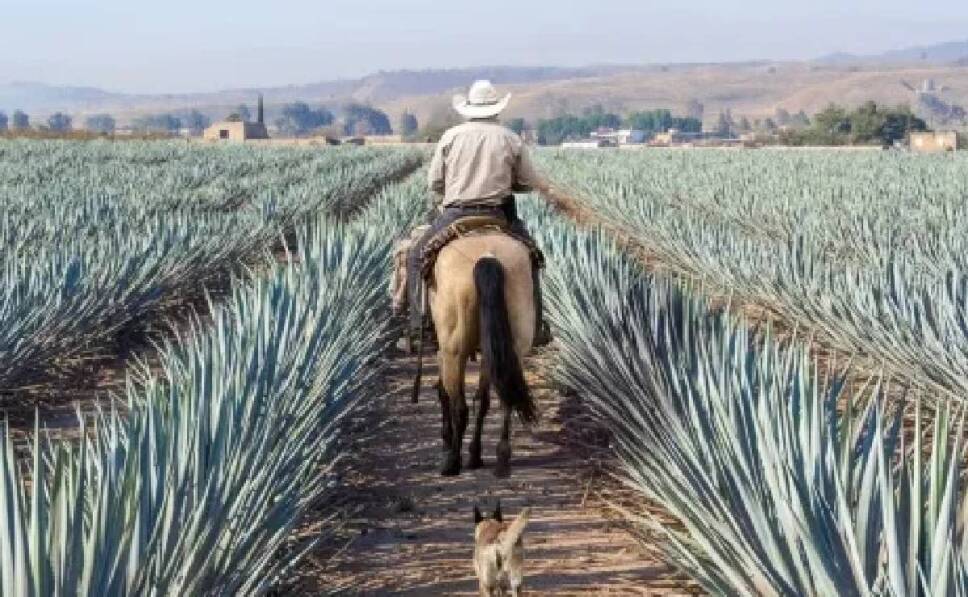 pueblos mágicos para tomar mezcal