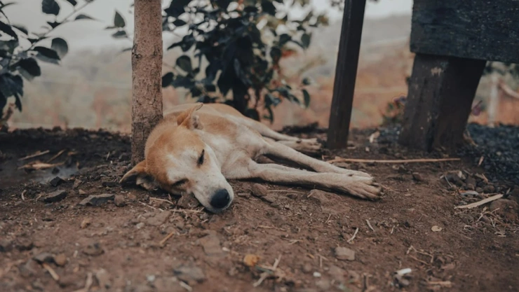 asesinan a perros en tehuacán