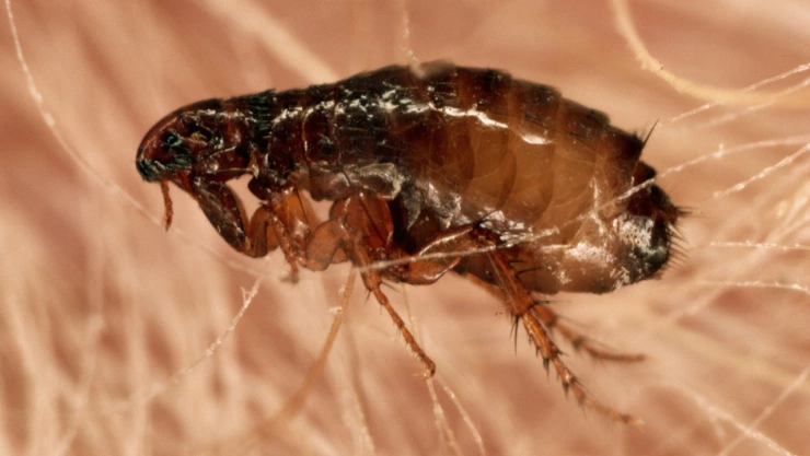 Hombre pierde los brazos y parte de los pies tras un piquete de pulga