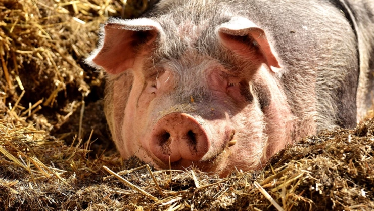 gripe porcina influenza porcina