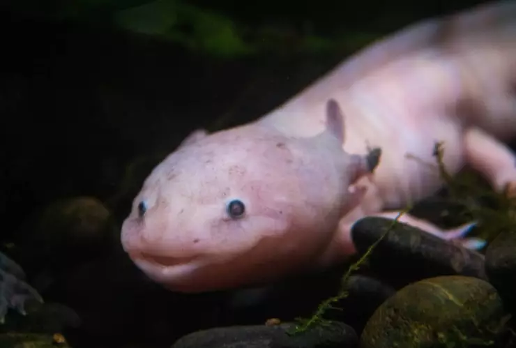 Ajolote_ ¿Por qué el mítico anfibio está en peligro crítico de extinción?