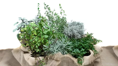 Tendencia de plantas 2026: Especies purificadoras y aromáticas que aportan bienestar y equilibrio.