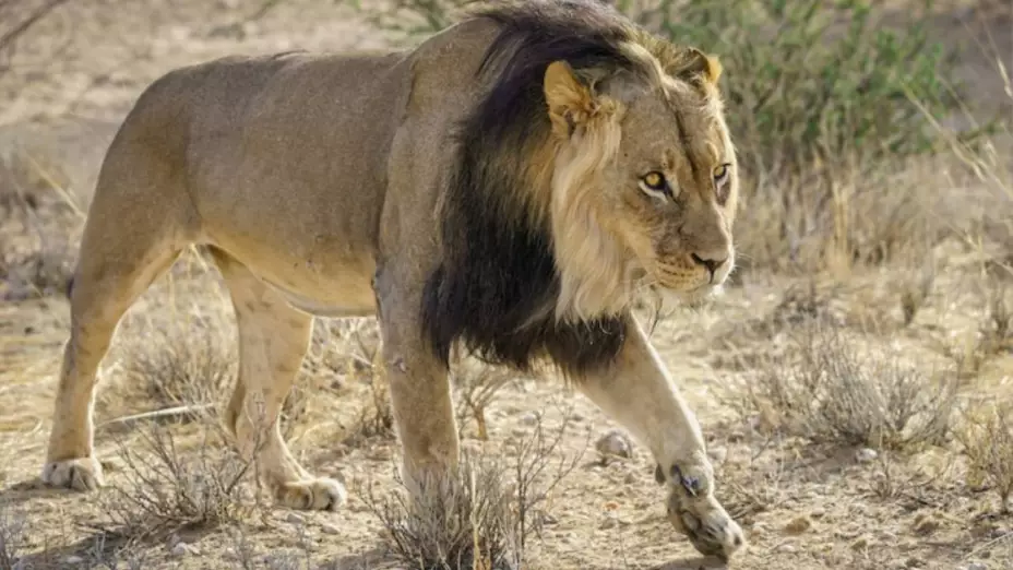 Hombre es devorado por leones.jpg