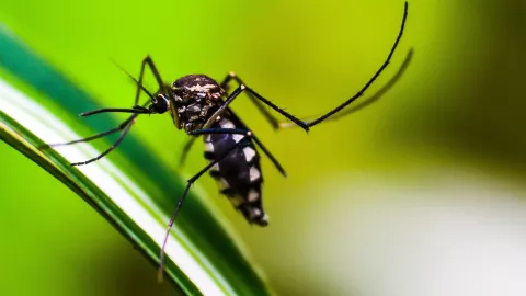 ¡Ni el frío los para! Se confirman más casos de dengue en Jalisco