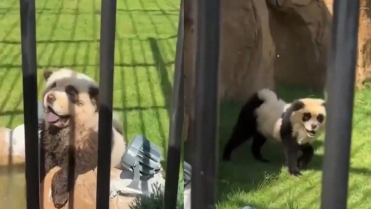 Perros pintados como pandas