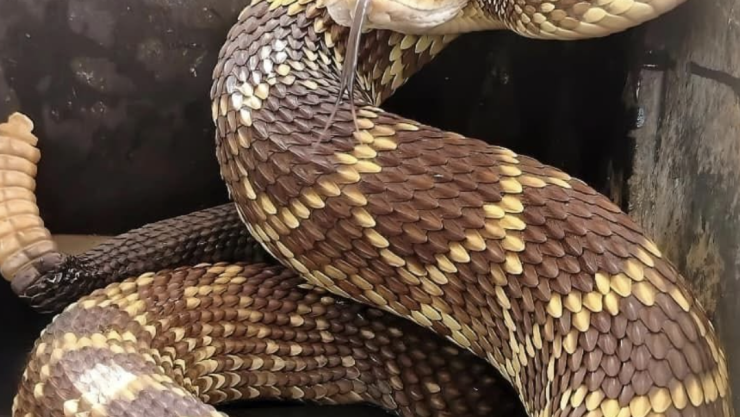 SERPIENTE DE CASCABEL .png