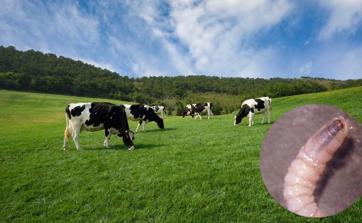 El gusano barrenador de ganado, la infestación que mantiene en alerta al gobierno y campo mexicano